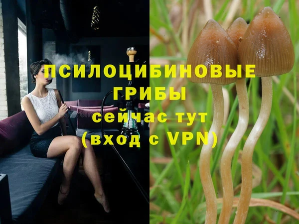 стафф Алзамай